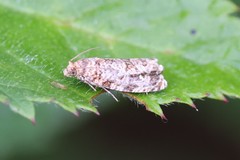 Phaecasiophora niveiguttana