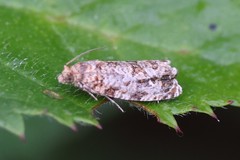 Phaecasiophora niveiguttana