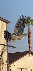 Accipiter cooperii