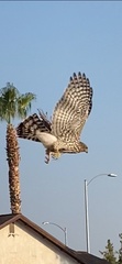 Accipiter cooperii