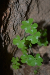 Oxalis fenestrata