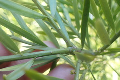 Afrocarpus gracilior