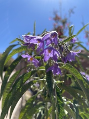 Solanum nitidum