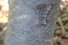 Afrocarpus gracilior