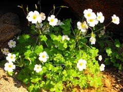 Oxalis fenestrata