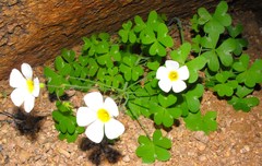 Oxalis fenestrata