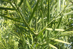 Afrocarpus gracilior