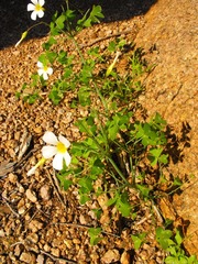 Oxalis fenestrata