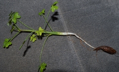 Oxalis fenestrata