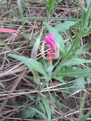 Oenothera tetraptera
