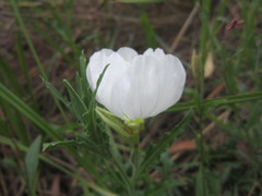 Oenothera tetraptera