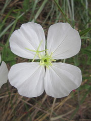 Oenothera tetraptera