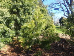 Afrocarpus gracilior