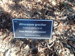 Afrocarpus gracilior