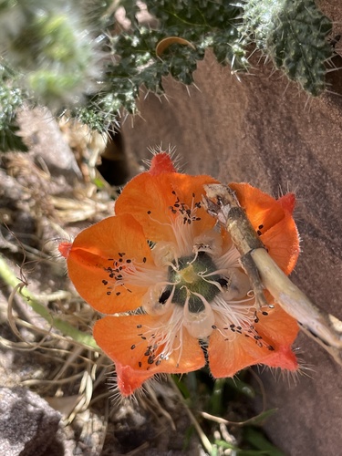 Caiophora pentlandii (Caiophora pentlandii)