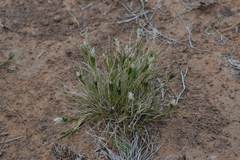 Enneapogon desvauxii