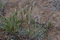 Enneapogon desvauxii