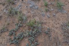 Enneapogon desvauxii