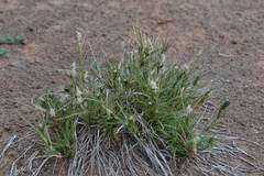 Enneapogon desvauxii