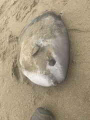 Mola