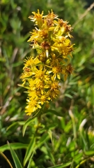 Solidago