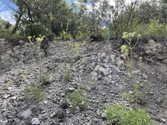 Psacalium decompositum