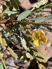 Senna punoensis