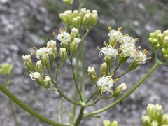 Psacalium decompositum
