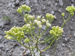 Psacalium decompositum