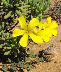 Oxalis copiosa