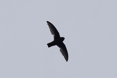 Streptoprocne rutila