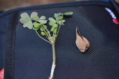 Oxalis copiosa