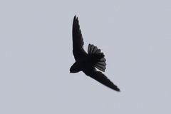 Streptoprocne rutila