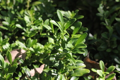 Buxus sinica