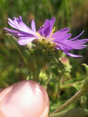 Eurybia spectabilis