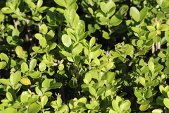 Buxus harlandii