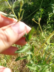Eurybia spectabilis