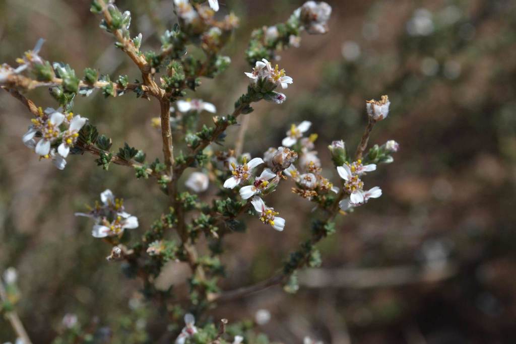 Eriocephalus karooicus