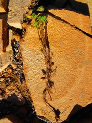 Oxalis crocea
