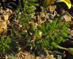 Oxalis crocea