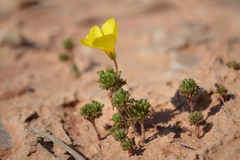 Oxalis crocea