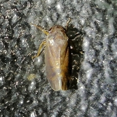 Polana