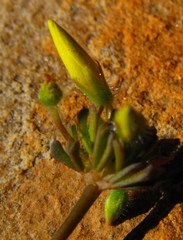 Oxalis crocea