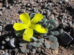 Oxalis foveolata