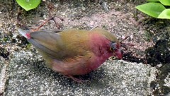 Lagonosticta senegala rendalli