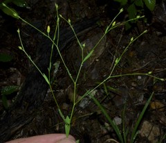 Linum medium texanum