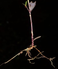 Linum medium texanum