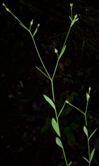 Linum medium texanum