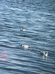 Chroicocephalus serranus