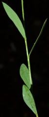 Linum medium texanum